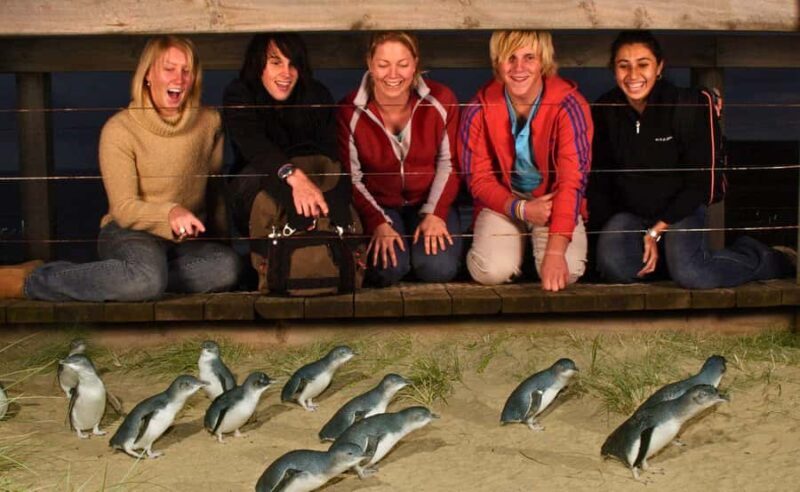 Phillip Island Penguin Parade Afternoon Tour from Melbourne - Key Points