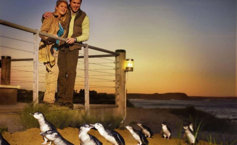 Phillip Island Penguin Parade Afternoon Tour from Melbourne - The Penguin Parade: A Heartwarming Nightcap
