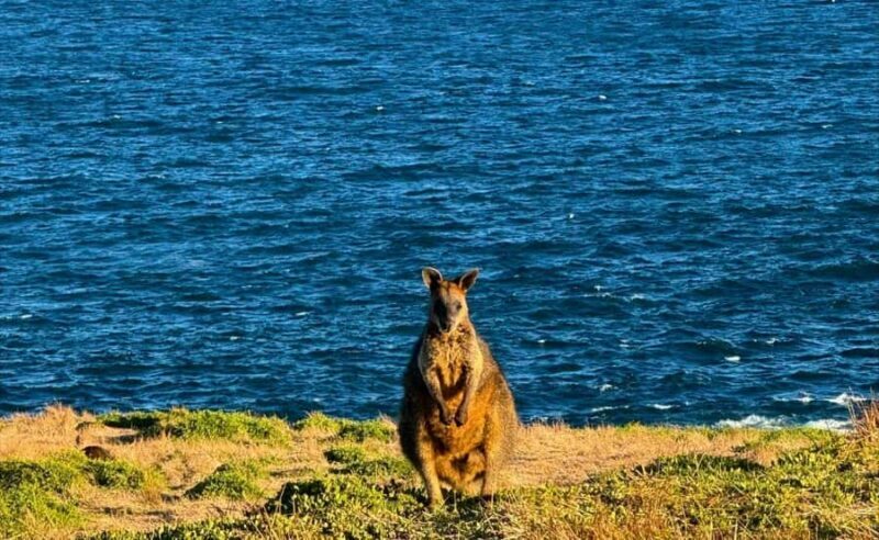 Phillip Island Penguin Parade Afternoon Tour from Melbourne - Analyzing the Value