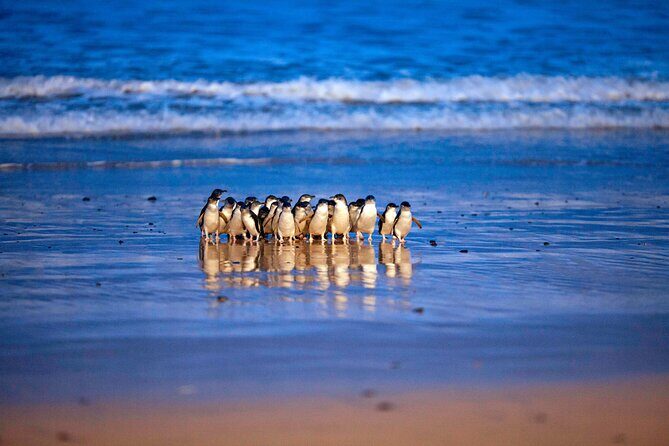 Phillip Island Penguin Parade and Churchill Island Farm Bus Tour - A Day on Phillip Island: What’s Included and What to Expect