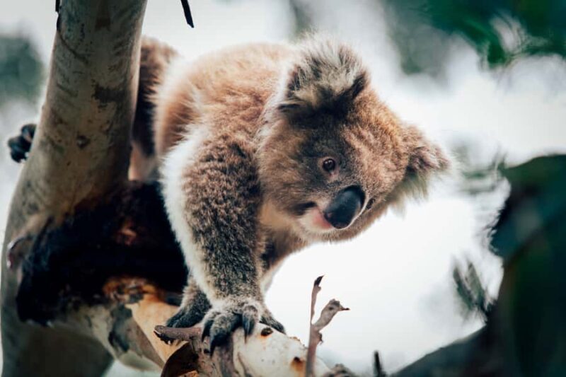 Phillip Island: Penguin Parade and Multi Attraction Pass - The Value and Overall Experience