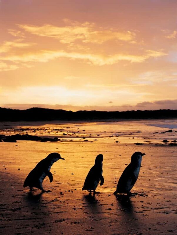 Phillip Island: Penguin Parade and Multi Attraction Pass - Who Is This Tour Best For?