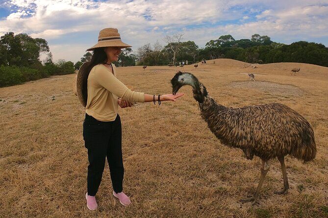 Phillip Island Penguin Parade and Wildlife Tour from Melbourne - Price and Value Analysis
