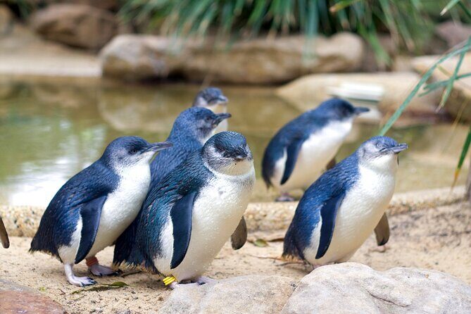 Phillip Island Penguin Parade Day Tour from Melbourne - Key Points