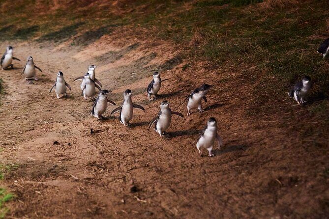 Phillip Island Penguin Parade Day Tour from Melbourne - A Detailed Look at the Experience