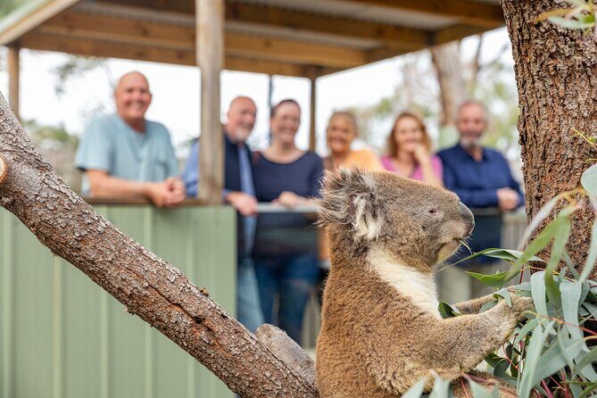 Phillip Island Penguin Parade Day Tour from Melbourne - Who Will Love This Tour?