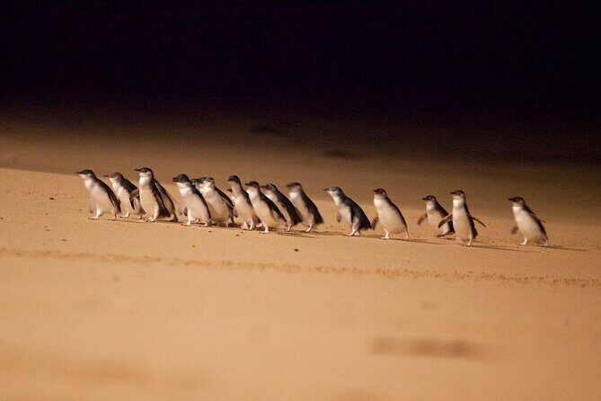 Phillip Island Penguin Parade Day Tour from Melbourne - Final Thoughts