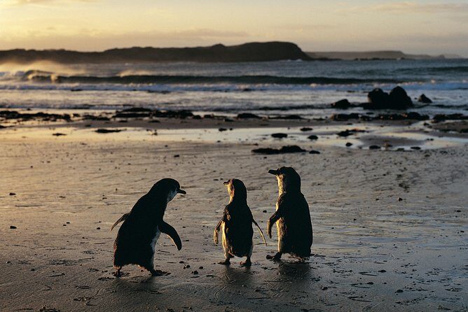 Phillip Island Penguin Parade Day Trip with Koalas from Melbourne - An Honest Look at the Experience