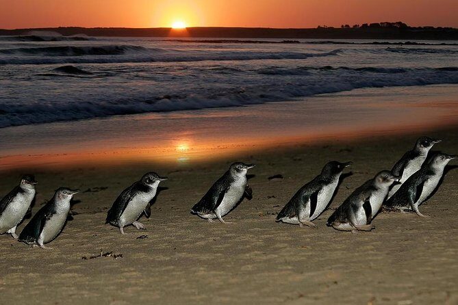 Phillip Island Penguin Parade Day Trip with Koalas from Melbourne - Who Would Enjoy This Tour?