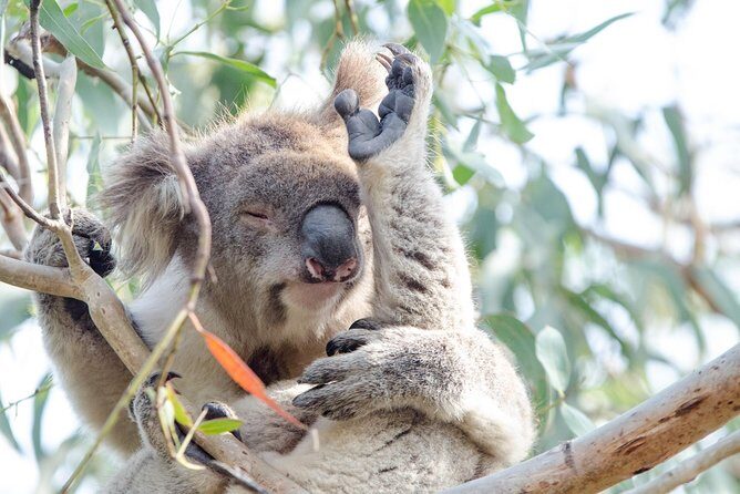 Phillip Island Penguin Parade Day Trip with Koalas from Melbourne - Frequently Asked Questions