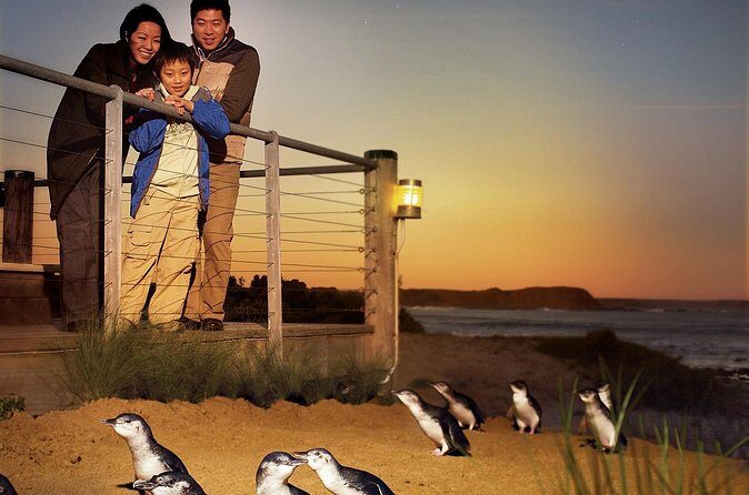 Phillip Island Penguin Parade Express Tour from Melbourne - Authentic Experiences from Travelers