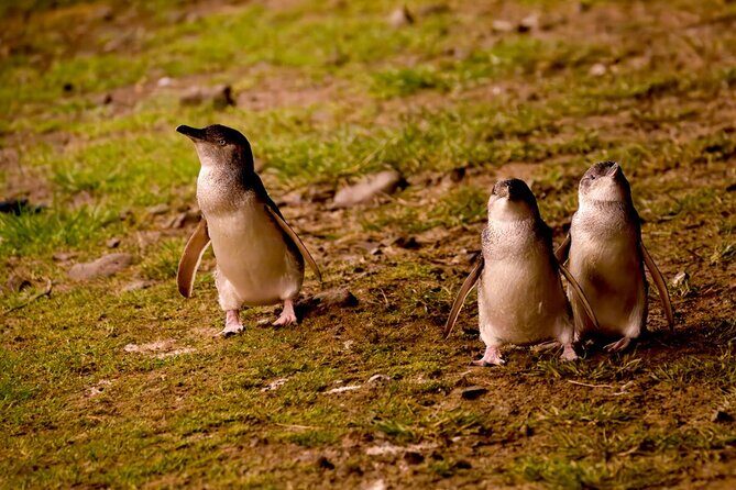 Phillip Island Penguin Parade Express Tour from Melbourne - Who Is This Tour Best For?