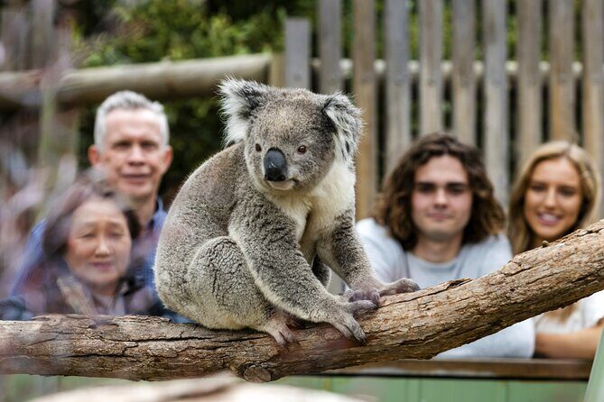 Phillip Island Penguin Parade, Wildlife and Beach Boxes Bus Tour - The Itinerary in Detail