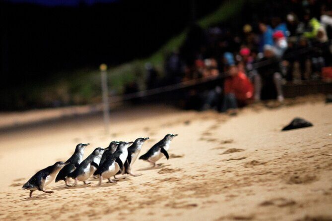 Phillip Island Penguin Parade, Wildlife and Beach Boxes Bus Tour - What Travelers Say