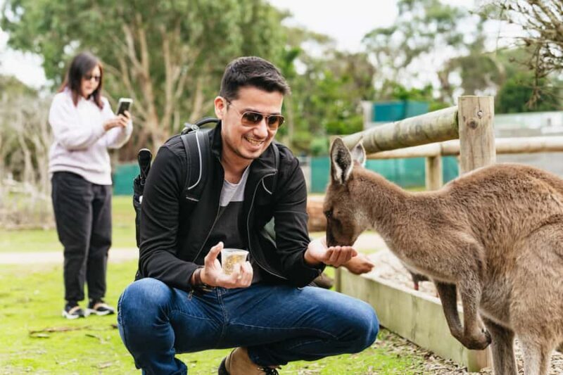 Phillip Island Penguin Parade with Expert Local Guide - Key Points