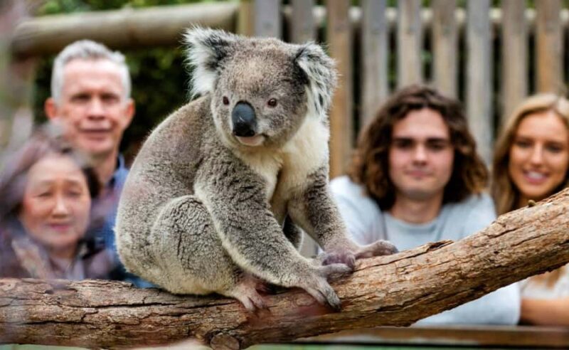 Phillip Island Penguin Parade with Expert Local Guide - An In-Depth Look at the Tour Experience