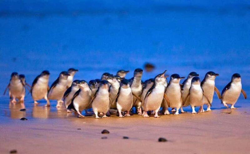 Phillip Island Penguin Parade with Expert Local Guide - Transportation, Timing, and Group Size