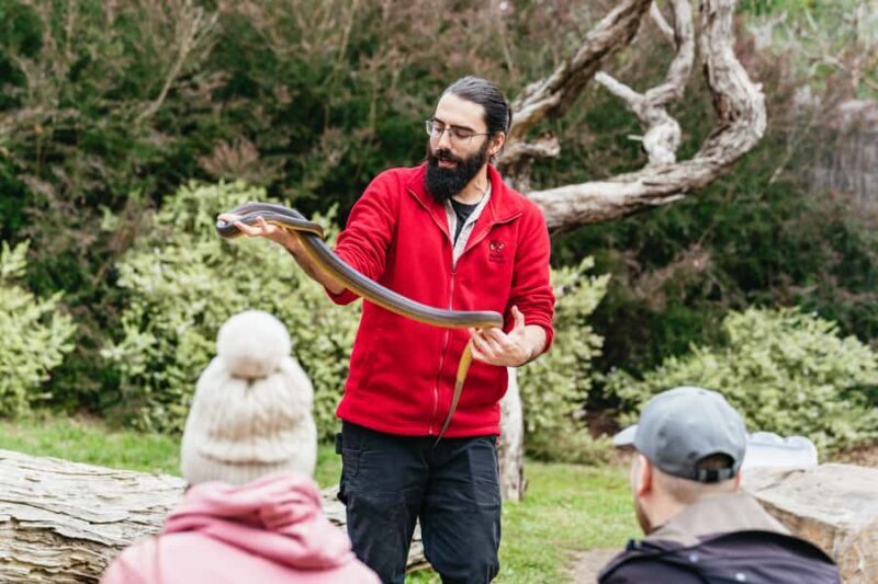 Phillip Island Penguin Parade with Expert Local Guide - FAQ