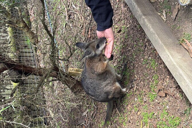 Phillip Island Penguins and Moonlit Sanctuary Private Day Tour - An In-Depth Look at the Experience
