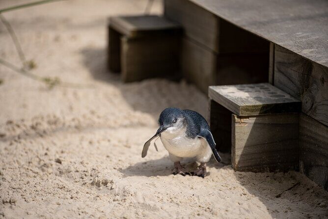 Phillip Island Penguins and Moonlit Sanctuary Private Day Tour - Summary: The Perfect Balance of Nature and Comfort
