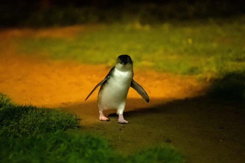 Phillip Island: Penguins and Wildlife Full-Day Tour - Introduction: What to Expect with the Phillip Island Wildlife Tour
