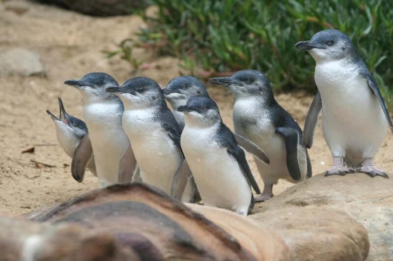 Phillip Island: Penguins and Wildlife Full-Day Tour - FAQs about the Phillip Island Wildlife Tour