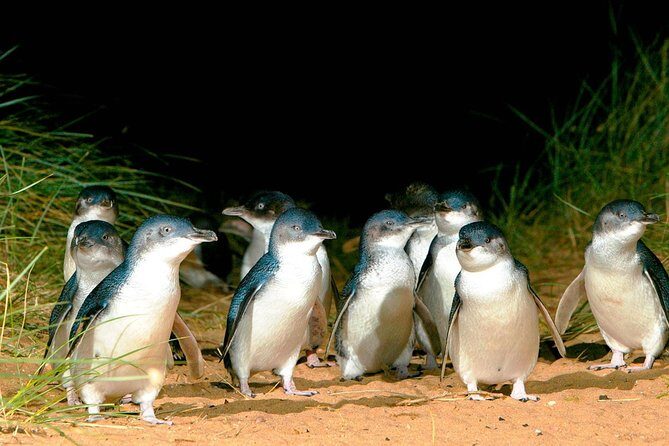 Phillip Island Penguins Private Adventure - Exploring the Phillip Island Penguins Private Adventure: A Practical and Authentic Review