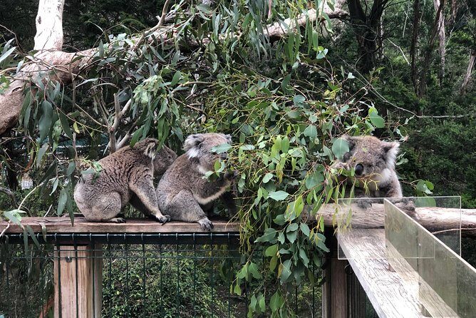 Phillip Island Penguins Private Adventure - Final Thoughts