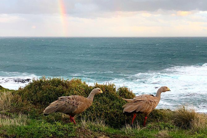 Phillip Island Penguins Private Adventure - FAQ