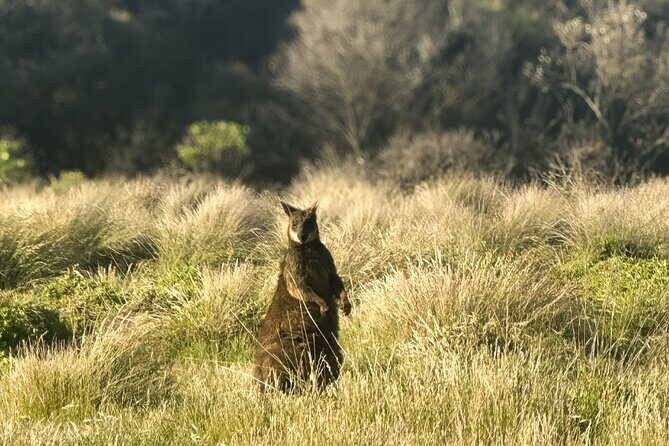 Phillip Island Penguins & Wildlife Day Tour from Melbourne - Introduction