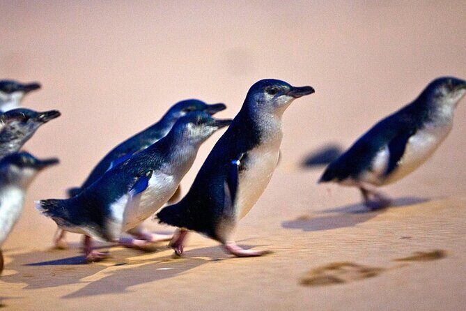 Phillip Island Penguins & Wildlife Day Tour from Melbourne - Key Points