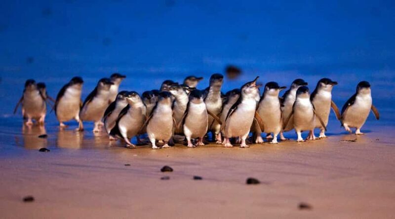 Phillip Island: Private Tour with Penguin Parade - Who Should Consider This Tour?