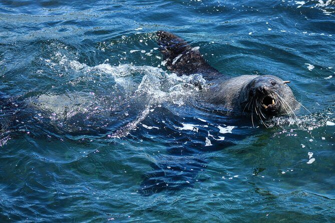 Phillip Island Seal-Watching Cruise - Frequently Asked Questions