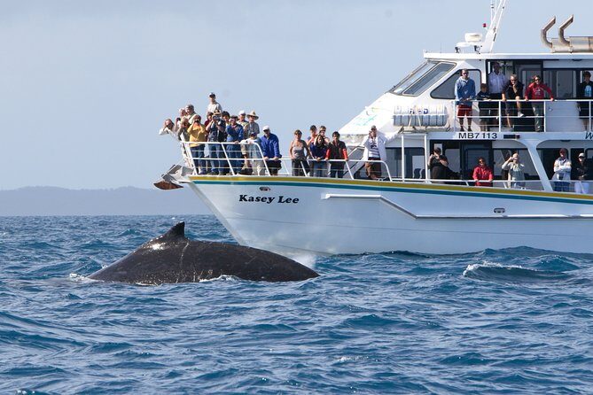 Phillip Island Seal-Watching Cruise - Final Thoughts
