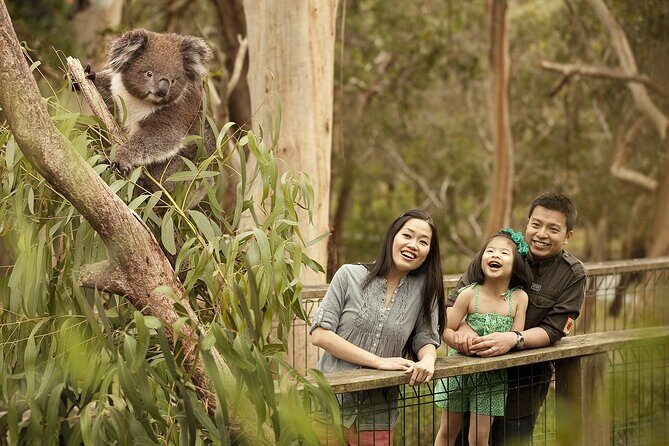Phillip Island Tour - Koala's, Wallabies & Little Penguins. - In Closing