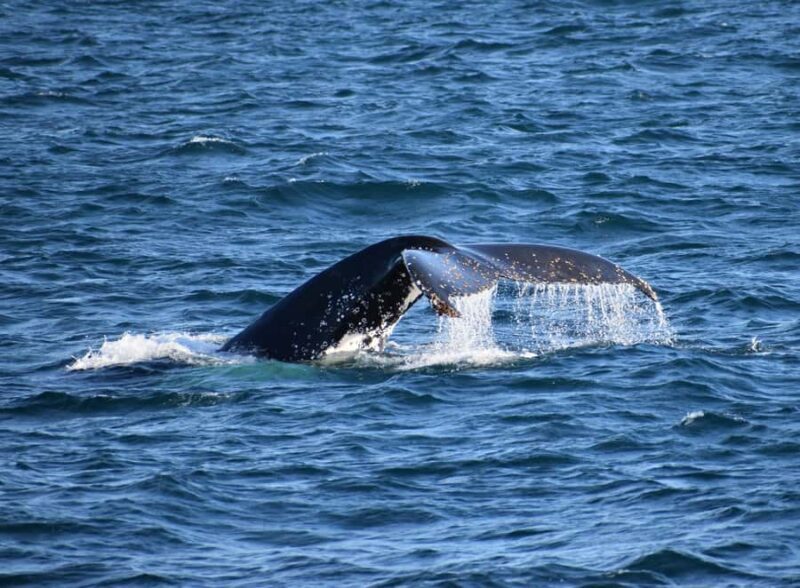 Phillip Island: Whale Watching Boat Tour - Key Points