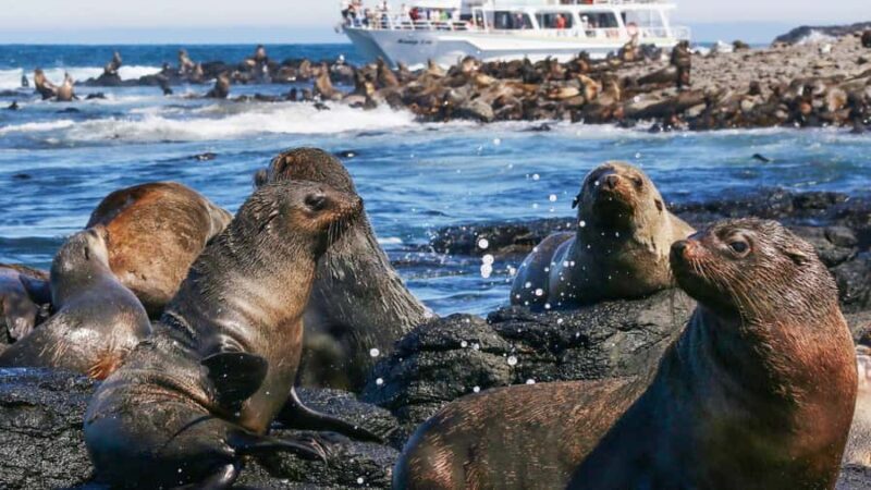 Phillip Island: Whale Watching Boat Tour - Introduction: Why This Tour Stands Out