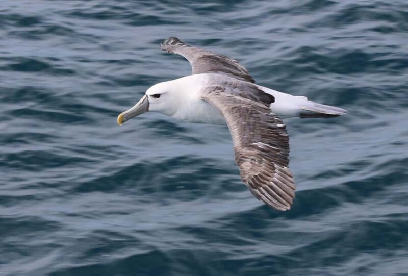 Phillip Island: Whale Watching Boat Tour - Who Should Book This Tour?