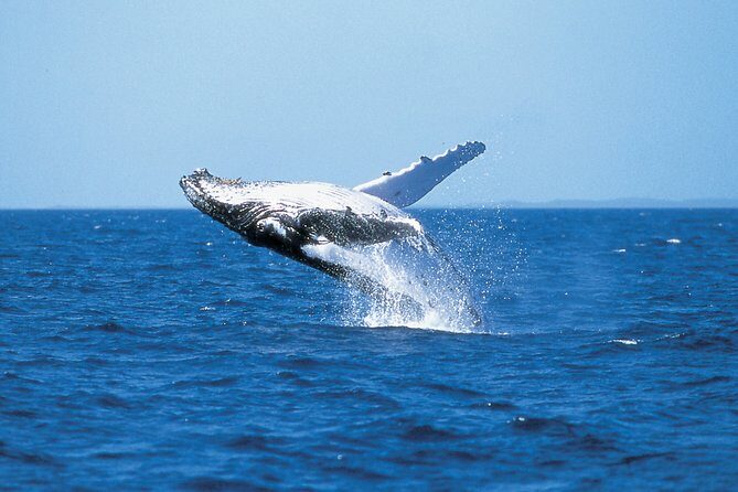 Phillip Island Whale Watching Tour - Key Points