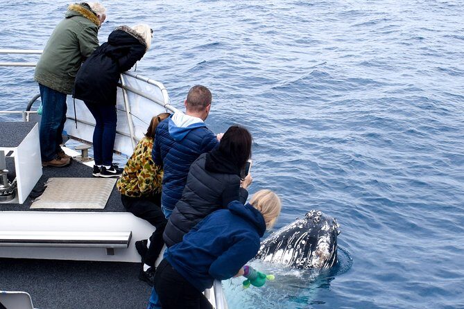 Phillip Island Whale Watching Tour - An In-Depth Look at the Phillip Island Whale Watching Experience