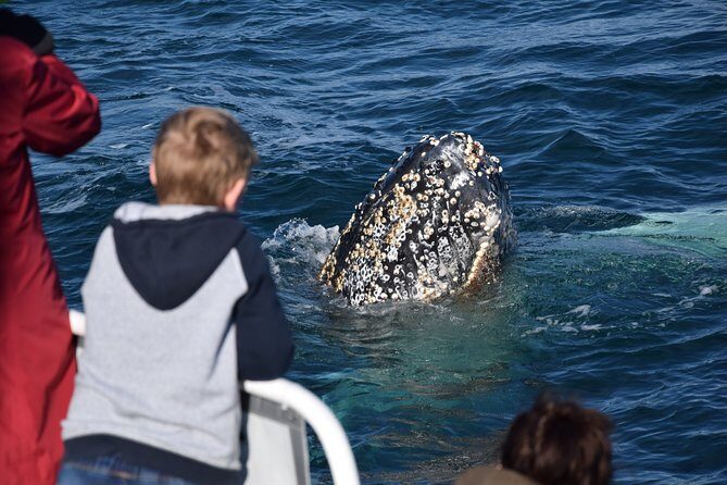 Phillip Island Whale Watching Tour - Frequently Asked Questions