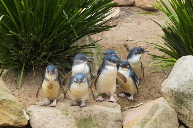 Phillip Island Wildlife & Brighton Beach Boxes Private Tour - Key Points