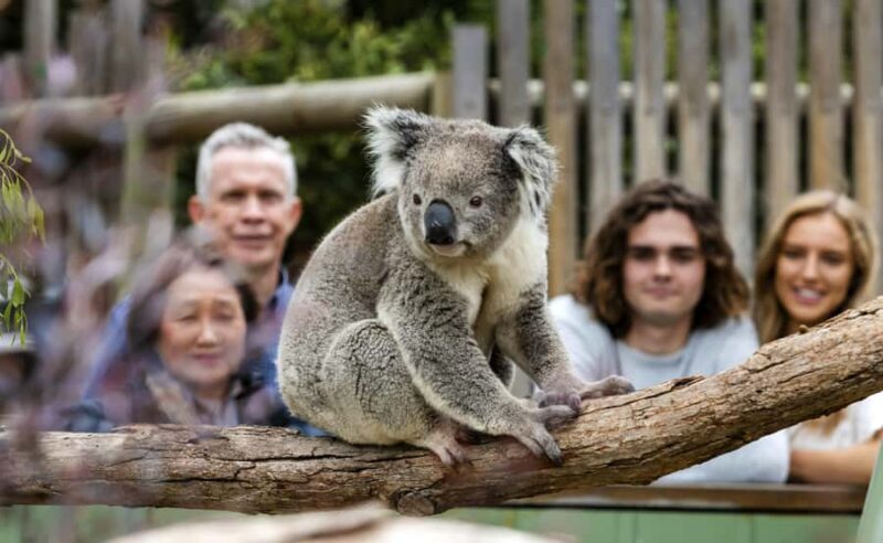 Phillip Island Wildlife & Brighton Beach Boxes Private Tour - Transportation and Comfort