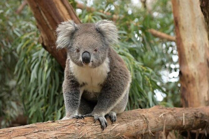 Phillip Island Wildlife Cruise and Penguin Tour from Melbourne - Key Points