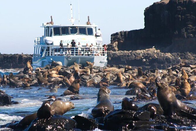 Phillip Island Wildlife Cruise and Penguin Tour from Melbourne - What’s Included and What’s Not