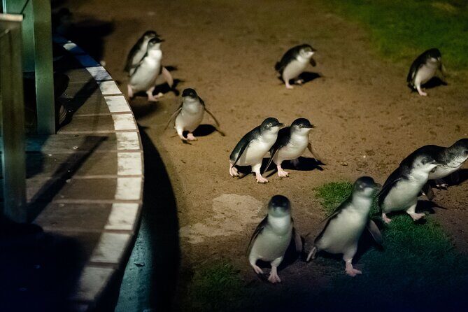 Phillip Island Wildlife Cruise and Penguin Tour from Melbourne - Who Should Consider This Tour?