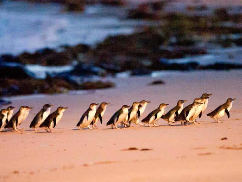 Phillip Island: Wine, Wildlife & Penguins with Gourmet Feast - What to Expect on the Tour