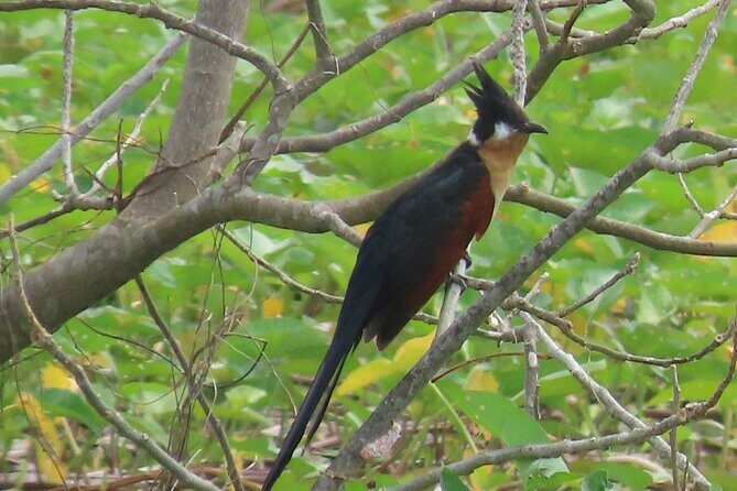 Phnom Penh Birding Experience and Brunch - A Closer Look at the Itinerary