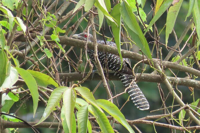 Phnom Penh Birding Experience and Brunch - What We Loved About This Tour