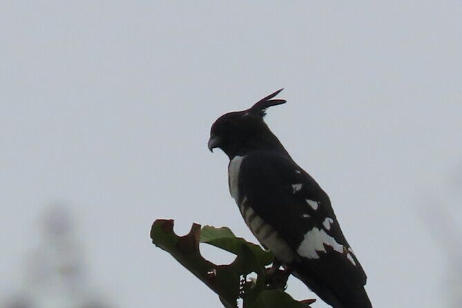 Phnom Penh Birding Experience and Brunch - What Could Be Better